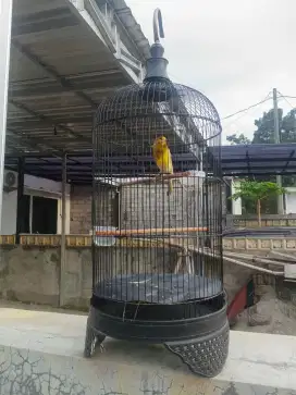 burung kenari seri F1