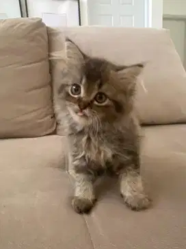 Kucing kitten persia lucu