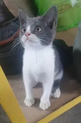 Kucing bico mix BSH