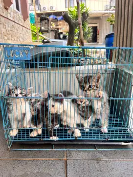 Kitten 1 setengah bulan