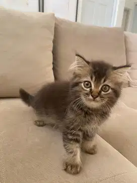 Kucing kitten persia lucu