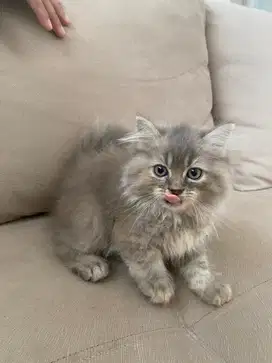 Kucing persia kitten lucu