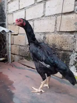 Ayam bangkok klasik betina biang ukuran kecil