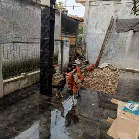 Jual ayam kampung