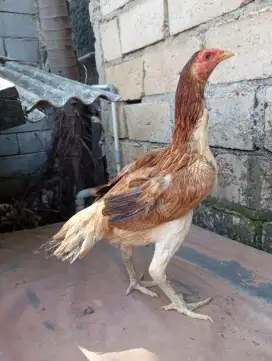 Ayam bangkok birma betina biang