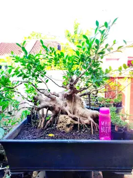 Di jual bonsai kimeng