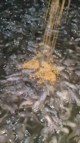 Bibit lele murah sebanjarmasin