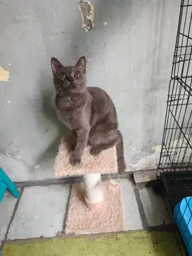 Bsh jantan 6 bulan