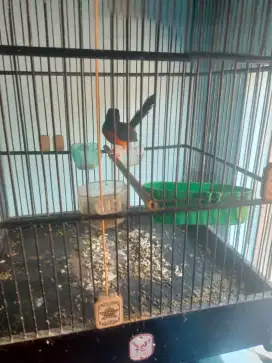 Burung murai waykambas
