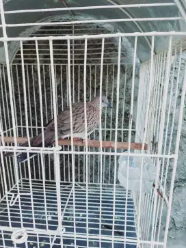 Tekukur jumbo gacor