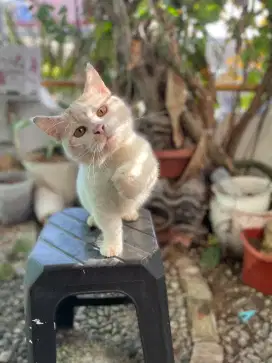 Munchkin jantan jago kawin