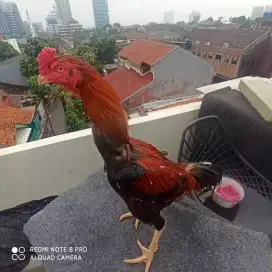 Ayam bangkok x shamo