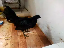 Ayam black Sumatra