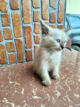 Persia mixdom kitten