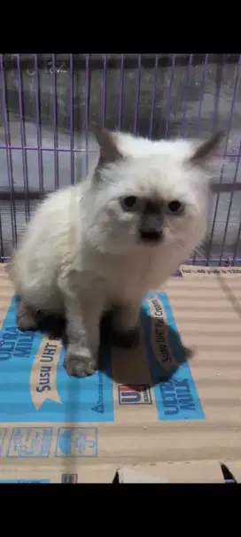 Kucing Himalaya jantan usia 6bulanan jombang