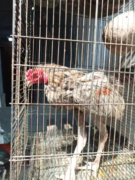 Ayam Birma telor biru