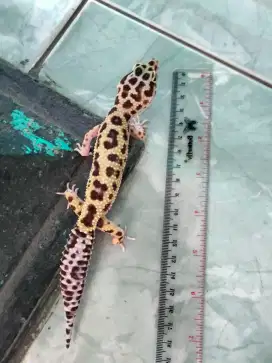 X ad yg minat geko