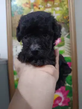 Poodle jantan silver