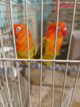 Jual Love Bird jodoan