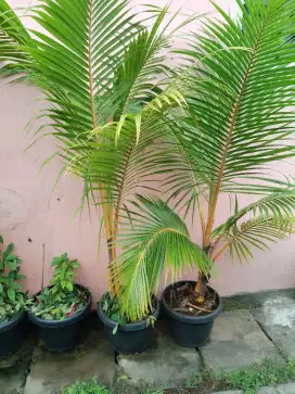 Bonsai Kelapa Gading