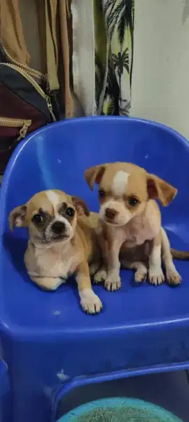 Anakan Chihuahua Pure Breed Non Stambum