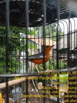 Anis Merah Raja Teler