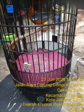 Anis Merah Rajanya Teler