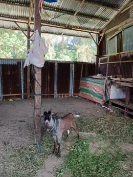 jual kambing peliharahan