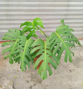 Tanaman Monstera King