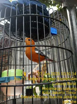 Anis Merah Rajanya Teler