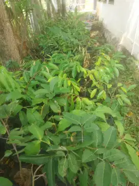 Bibit Pohon Unggul