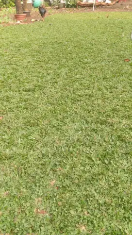 Rumput gajah mini murah