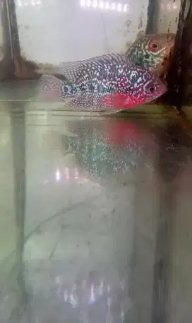 Louhan kamfa merah