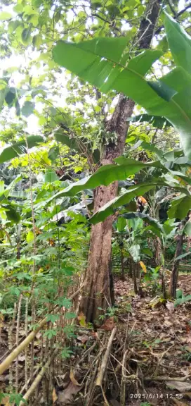 Jual pohon jati