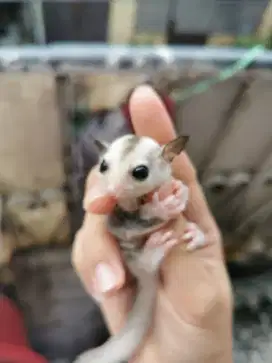 Sugar glider JOY betina dan jantan