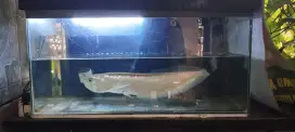 Jual cepat ikan arwana & aquariumnya