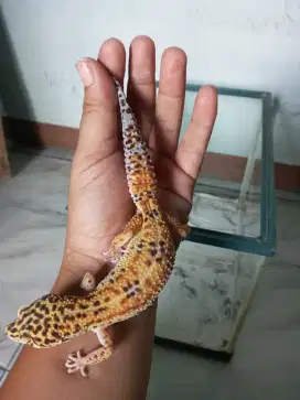 Leopard gecko sama kandang