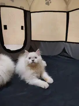 Kitten Ragdoll Pure 3 Bulan ( Silsilah dan Parent Jelas)