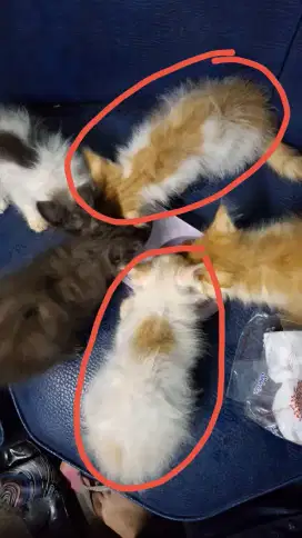 Kitten persia jantan