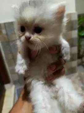 Kitten Persia Flatnose