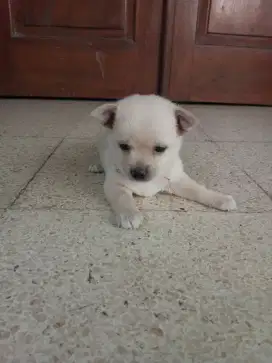 Dijual Anakan Minipom