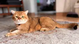 Kucing British Shorthair Golden Jantan