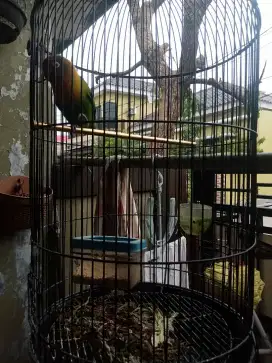 Burung Lovebird 1