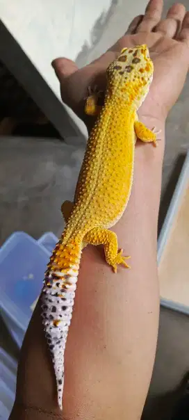 Gecko Giant SHTCT het LF