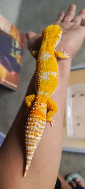 Gecko Giant Jantan