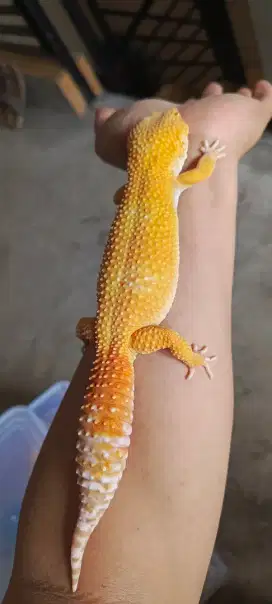 Gecko Giant Sunglow
