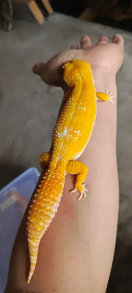 Gecko giant Male