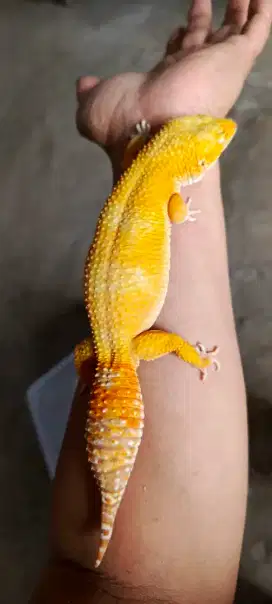 Gecko giant Male