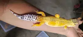 Gecko Lemon Frost Giant