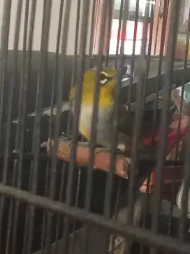 BU burung kacamata jenis buxtony jantan